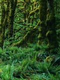 Northwest Temperate Rainforest Fotografisk tryk af Mark Karrass Northwest Temperate Rainforest Fotografisk tryk af Mark Karrass