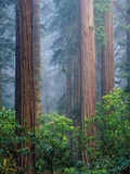 Rhododendrons and Redwoods Photographic Print by Greg Probst