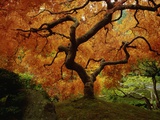 Maple Tree in Autumn Fotografie-Druck von John McAnulty