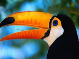 Toco Toucan Photographie par Theo Allofs