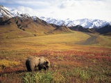 Grizzly Bear Foraging on Colorful Tundra Photographic Print by Kennan Ward