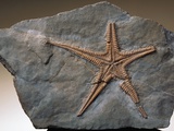 Fossilized Starfish Photographic Print by Layne Kennedy