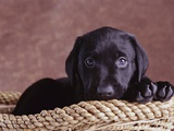 Black Lab Puppy in Basket Photographic Print by Jim Craigmyle