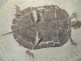 Eocene Echmatemys Fossil Turtle Photographic Print by Kevin Schafer