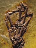 Monkey Hand Fossil Photographie par Jonathan Blair