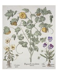 Papaver Corniculatum Giclee-trykk av Basil Besler Papaver Corniculatum Giclee-trykk av Basil Besler