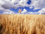 Craig Tuttle - Wheat Field Growing Beneath Puffy Clouds Fotografická reprodukce Craig Tuttle - Wheat Field Growing Beneath Puffy Clouds Fotografická reprodukce
