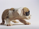 Bulldog Puppy Photographic Print by Jim Craigmyle