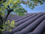 Lavender Fields in France Photographic Print by Owen Franken