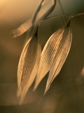 Sunlit Wild Oats Fotografisk trykk av Gary Braasch