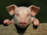 Piglet Looking over Fence Photographic Print