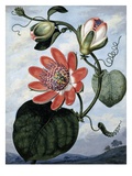 The Winged Passion Flower Giclee Print by Sydenham Teast Edwards