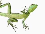 Double-Crested Basilisk Photographic Print by Martin Harvey