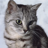 Grey Tabby Kitten Photographic Print by Robert Dowling