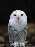 Harfang des neiges Photographie par Jeff Vanuga