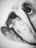 Face of a Bulldog Photographic Print by Henry Horenstein