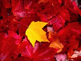 Yellow and Red Maple Leaves Photographic Print by Jack Hollingsworth