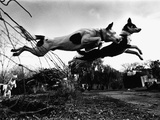 Dogs Leaping Over Wire Fence Photographic Print by Layne Kennedy
