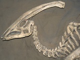 Parasaurolophus Dinosaur Fossil Photographic Print by Kevin Schafer