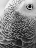 Close-up of Feathers and Eye of an African Grey Parrot Photographic Print by Henry Horenstein