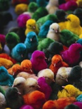 Chicks Colored for Indian Holiday Photographic Print by David H. Wells