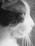 Cat's Head Photographic Print by Henry Horenstein Cat's Head Photographic Print by Henry Horenstein