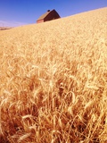 Wheat Field Photographic Print by Craig Tuttle