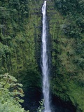 Akaka Falls Photographic Print by Danny Lehman