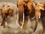 Martin Harvey - African Elephants Fotografická reprodukce