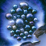Tahitian Black Pearls in Oyster Shell Photographie par Louie Psihoyos