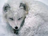 Arctic Fox Sleeping in Snow Photographic Print by Richard Hamilton Smith