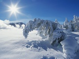 Snow on Trees at Lower Geyser Basin Photographie par Jeff Vanuga