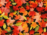 Autumn Leaves Photographic Print by Mark Karrass