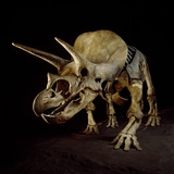 Triceratops Skeleton Photographic Print by Louie Psihoyos