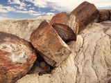 Petrified Logs Photographic Print by Joe McDonald