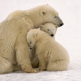 Polar Bear Mother and Cubs Cuddling Photographie par Kennan Ward