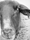 Sheep's Face Lámina fotográfica por Henry Horenstein