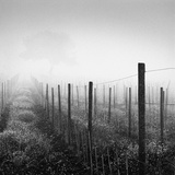 Vineyard at Dawn Photographic Print by Chip Forelli