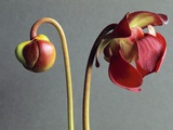 Sarracenia Photographic Print by Clay Perry