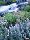 Stream Flowing Past Wildflowers Photographie par Craig Tuttle