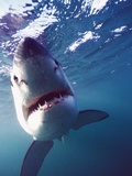 Great White Shark Photographic Print by Stuart Westmorland