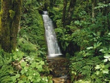 Waterfall in Lush Forest Photographic Print by Craig Tuttle