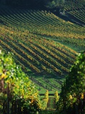 Vineyard in Entre-Deux-Mers Area Photographic Print by Owen Franken