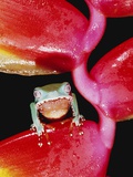 Two-colored Tree Frog on Lobster Claw Heliconia Lámina fotográfica por Theo Allofs