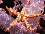 Red Mesh Starfish on Coral Photographic Print by Jeffrey L. Rotman