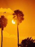Silhouetted Palms in the Florida Everglades Photographic Print by Carl & Ann Purcell