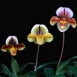 Three Paphiopedilum Orchids Photographic Print by Eric Crichton