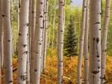 Aspen Forest Photographic Print by William Manning