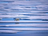 Polar Bear on Pack Ice Photographic Print by Hans Strand