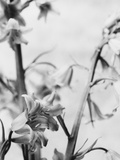 Bell Flower Photographic Print by David Roseburg